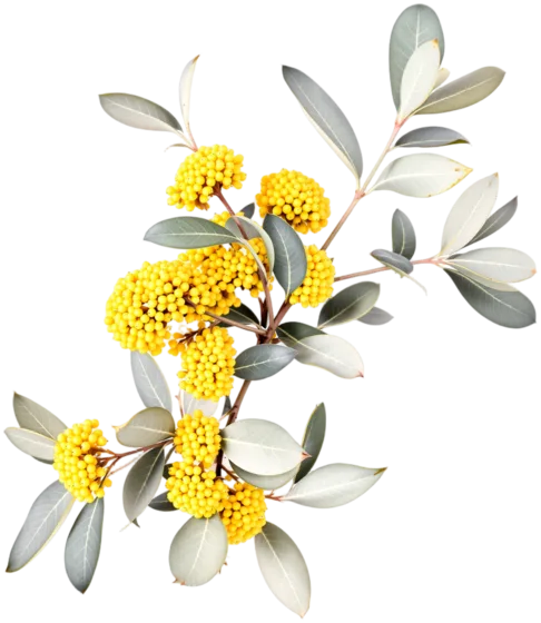 Golden wattle